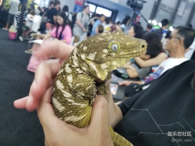 【活動(dòng)回顧】上海星部落帶你玩轉(zhuǎn)亞洲寵物展