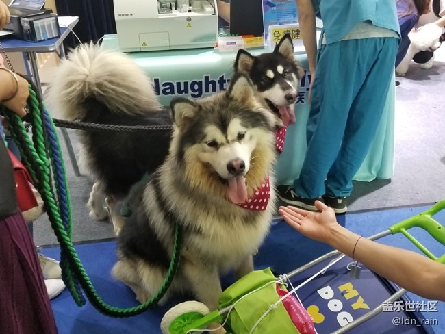 【活動(dòng)回顧】上海星部落帶你玩轉(zhuǎn)亞洲寵物展