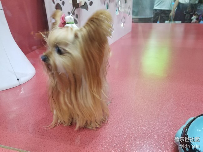 【活動(dòng)回顧】上海星部落帶你玩轉(zhuǎn)亞洲寵物展