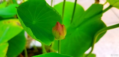 【簡單生活】+平平淡淡才是真