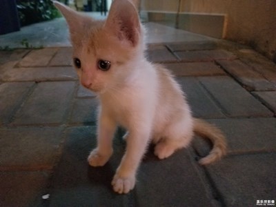 夜跑，看到一只喵