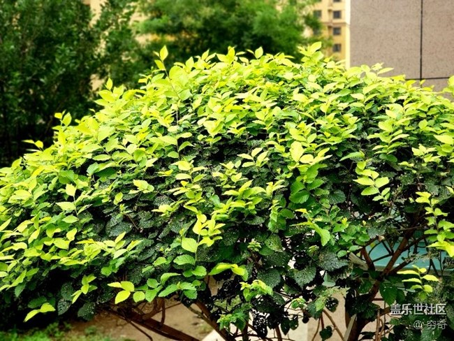 s9＋用戶上手note9最真實體驗！?。? title=