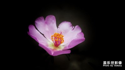 【簡單生活】+簡單的花花