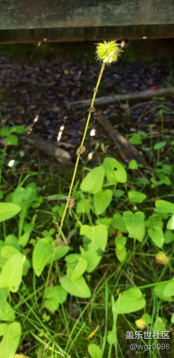 啦啦啦，還是燙