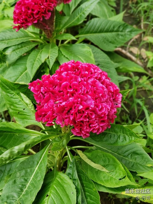 s9＋用戶上手note9最真實體驗?。?！