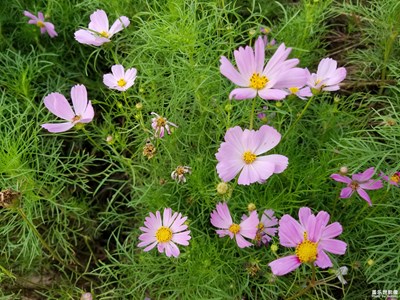 金九初秋時節(jié)之波斯菊