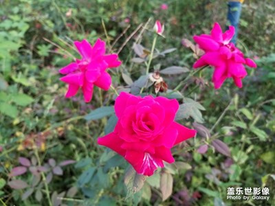 認(rèn)識香水月季花