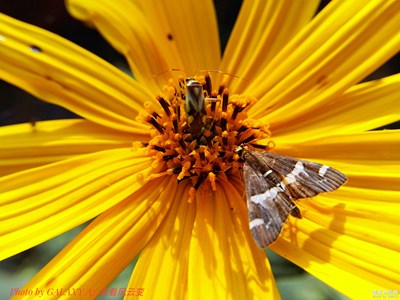 【微拍】+昆蟲與花朵
