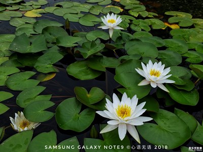 【Galaxy Note9】蓮與荷