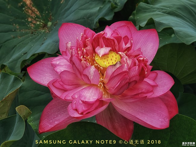【Galaxy Note9】蓮與荷