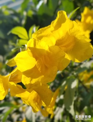【自然之美】  花卉