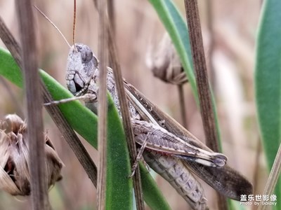 蟲趣一組《二》