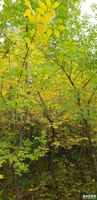 【自然之美】+秋天的腳步