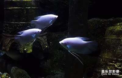 [自然之美]+熱帶魚