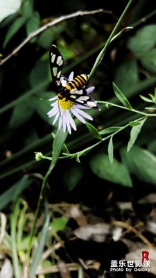 【自然之美】+中休隨拍