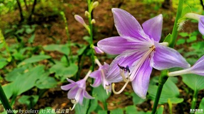 【生如夏花般絢爛】（二）