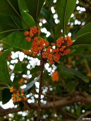 金秋十月，桂花飄香