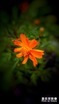 【熱愛生活】+花好月兒園