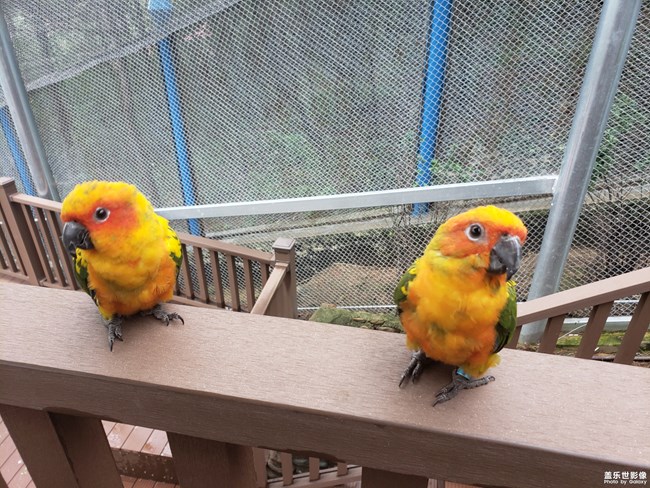 Note9鏡頭下的鳥