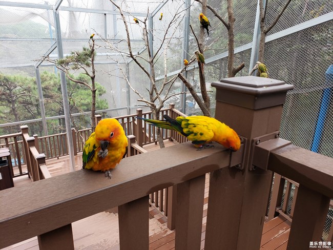 Note9鏡頭下的鳥