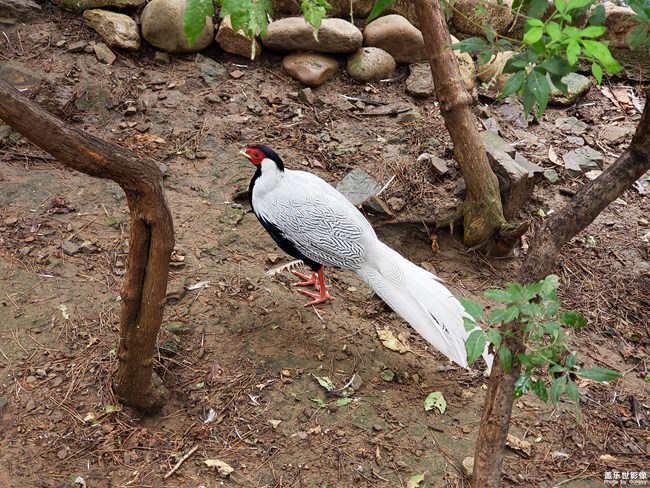 Note9鏡頭下的鳥