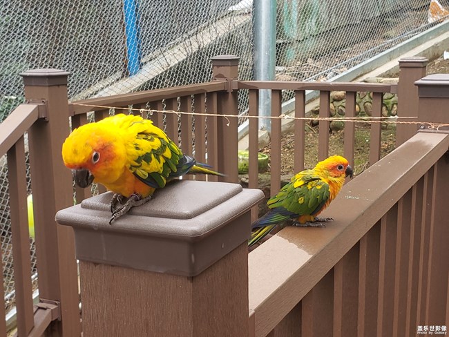 Note9鏡頭下的鳥