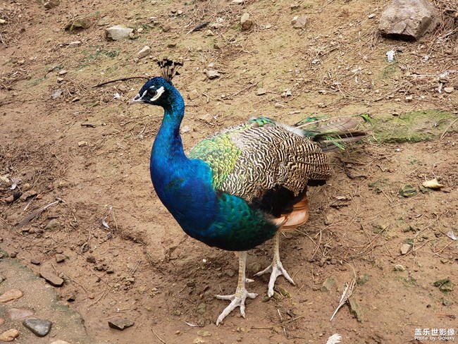 Note9鏡頭下的鳥