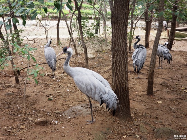 Note9鏡頭下的鳥