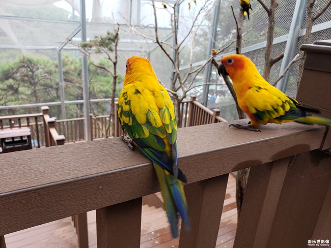 Note9鏡頭下的鳥