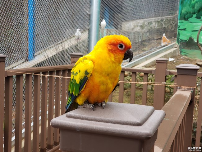 Note9鏡頭下的鳥