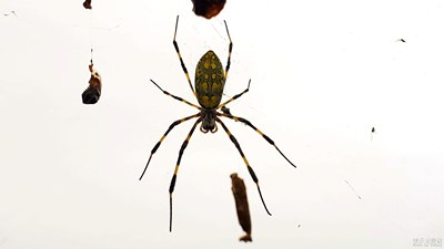 【熱愛生活】+蜘蛛--知足--知足常樂