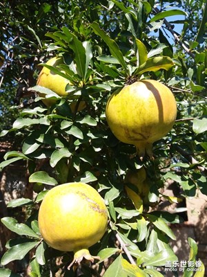 【熱愛(ài)生活】碩果累累