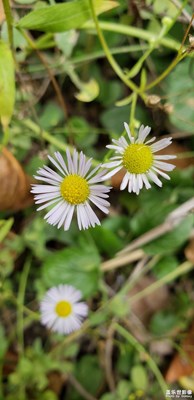 【熱愛生活】+秋日野花