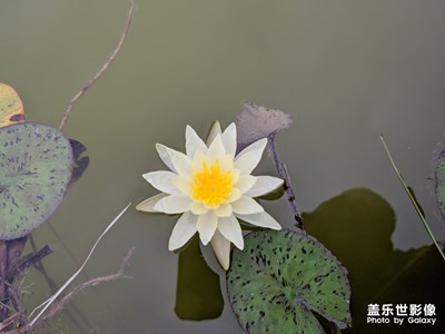 學(xué)校沁湖的荷花