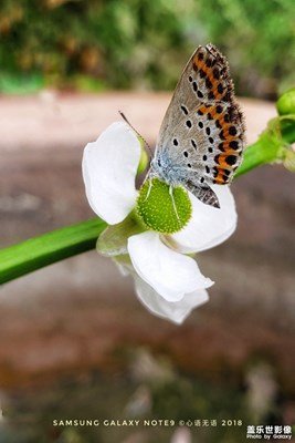 【熱愛生活】+N9留住眼中的美好