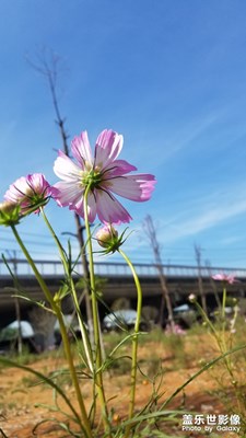 【熱愛生活】+秋陽