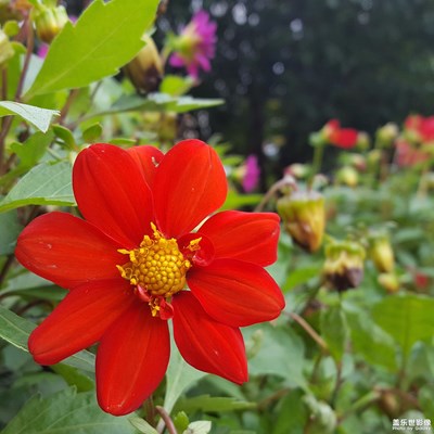 花兒為什么這么紅？