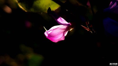 國慶節(jié)快樂--隨拍山間一棵不知名的野花