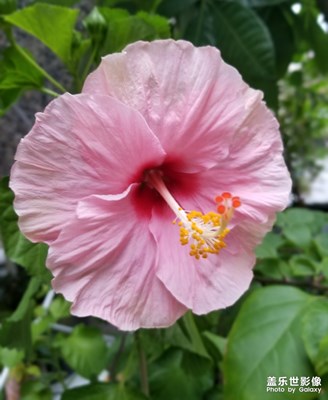 漸遠(yuǎn)的花季