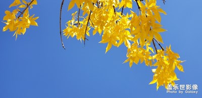 國(guó)慶秋意濃