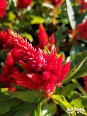 國慶節(jié)廣場擺花