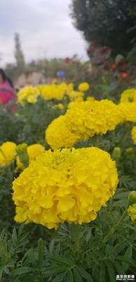 祖國萬壽無疆！