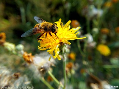 【金秋十月】+燦若苦苣
