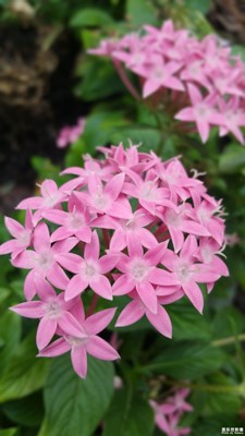 花兒朵朵紅