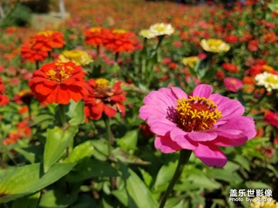 【相機里的國慶】+ 西安植物園