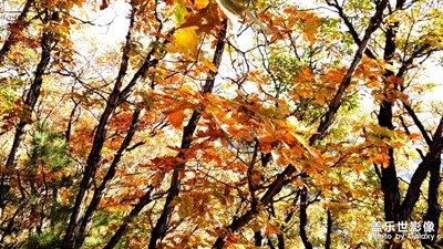 相機里的國慶+秋色