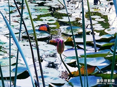 睡蓮