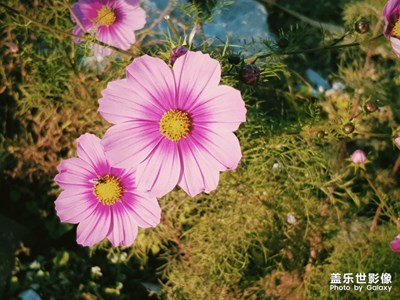 向陽花