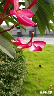 S9選擇性對(duì)焦