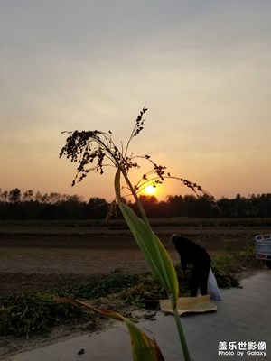 我的家鄉(xiāng)